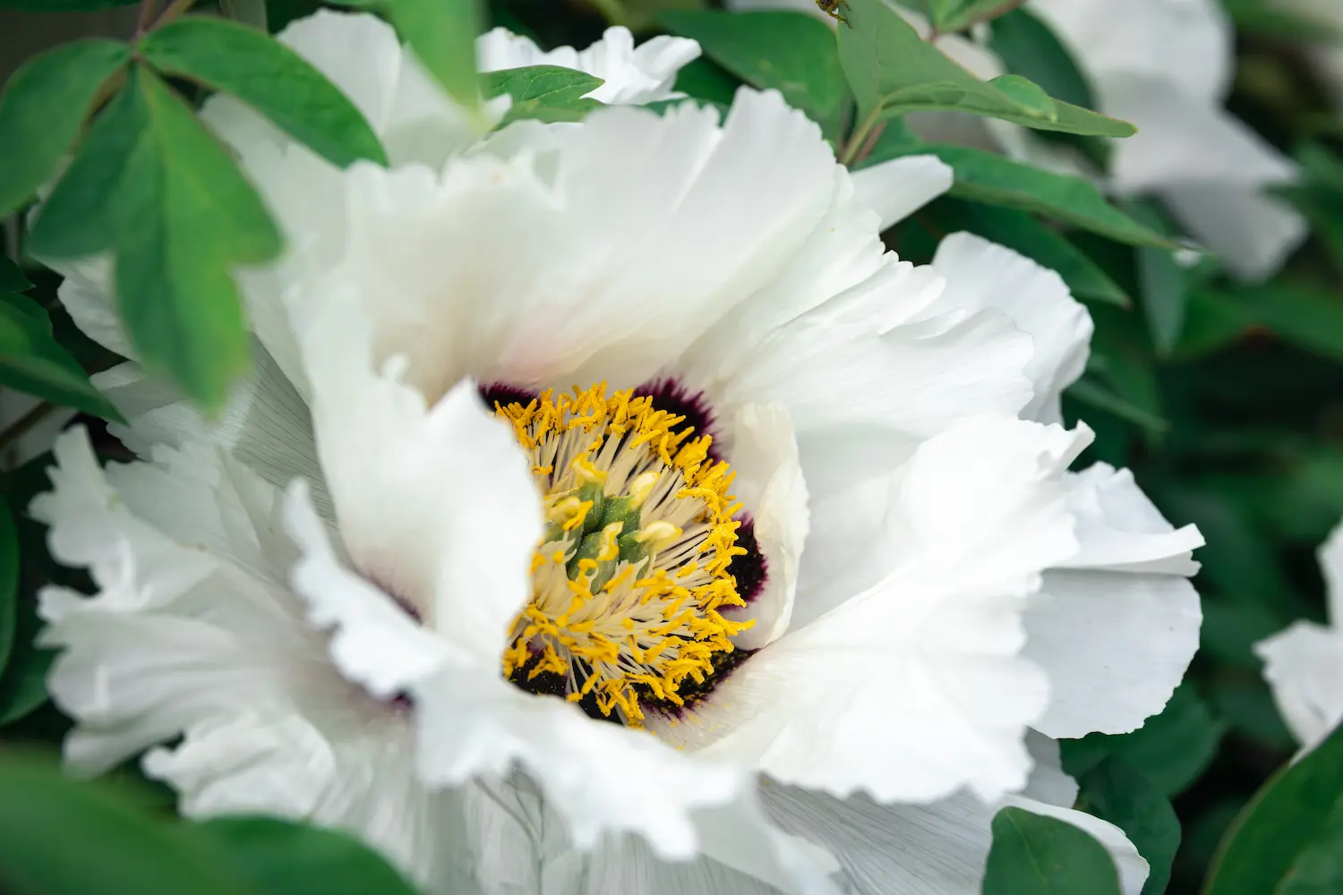 Anemone