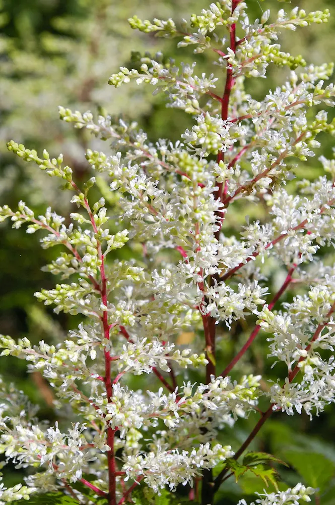 Astilbe