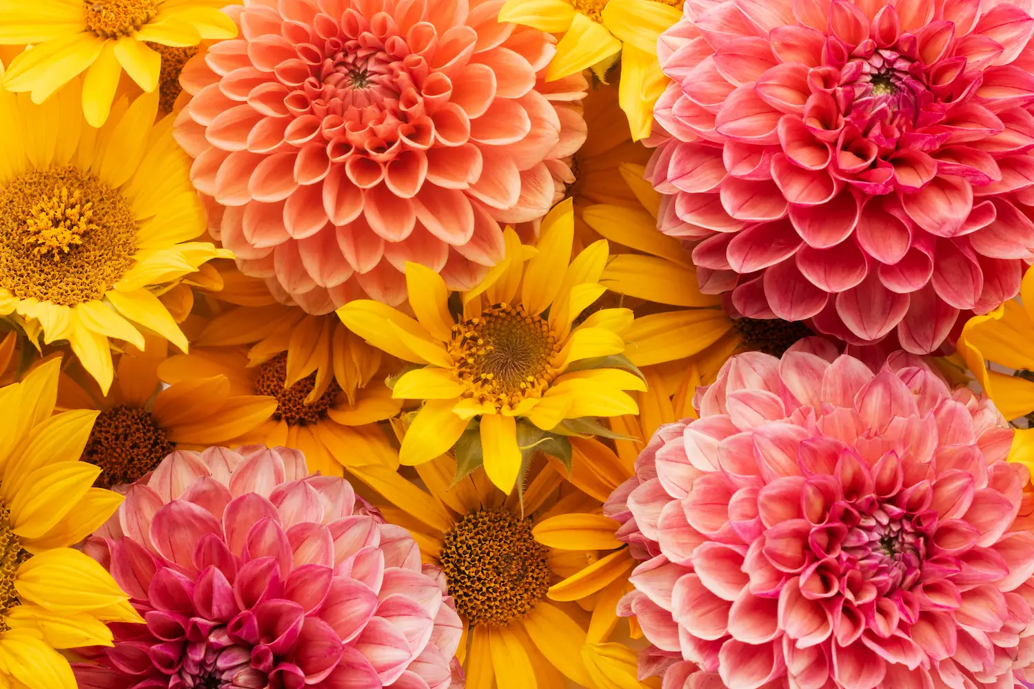Chrysanthemums