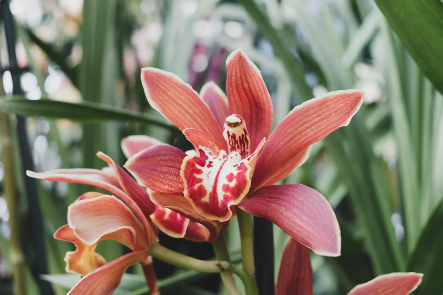 Cymbidium Orchids (Green Variety)