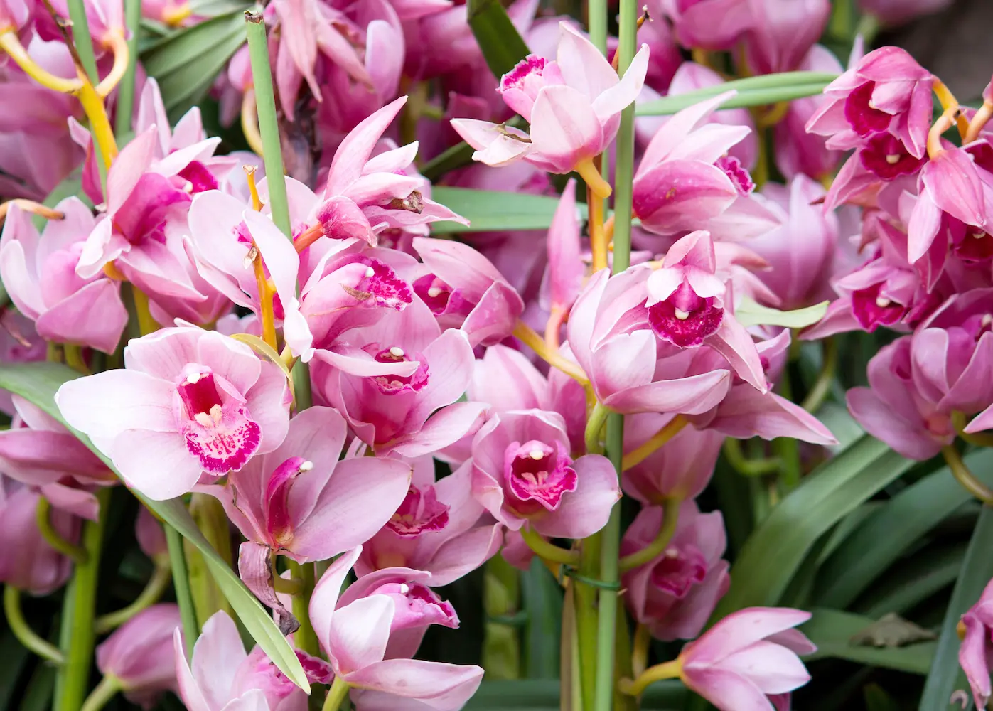 Cymbidium Orchids