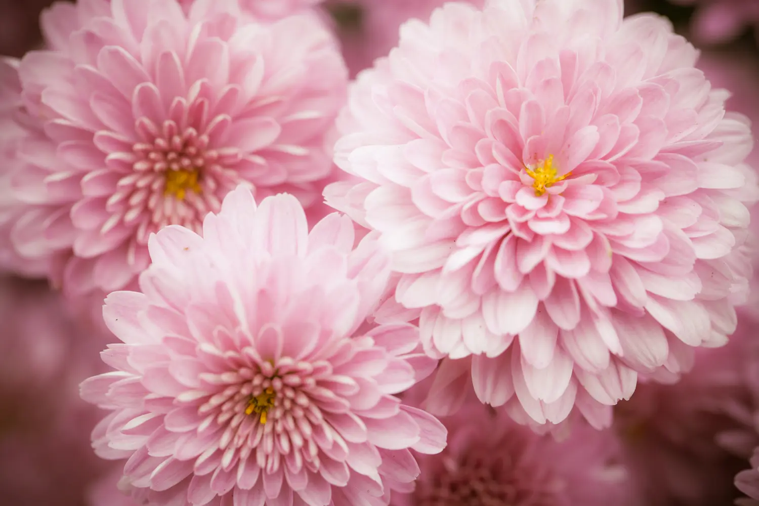 Dahlias