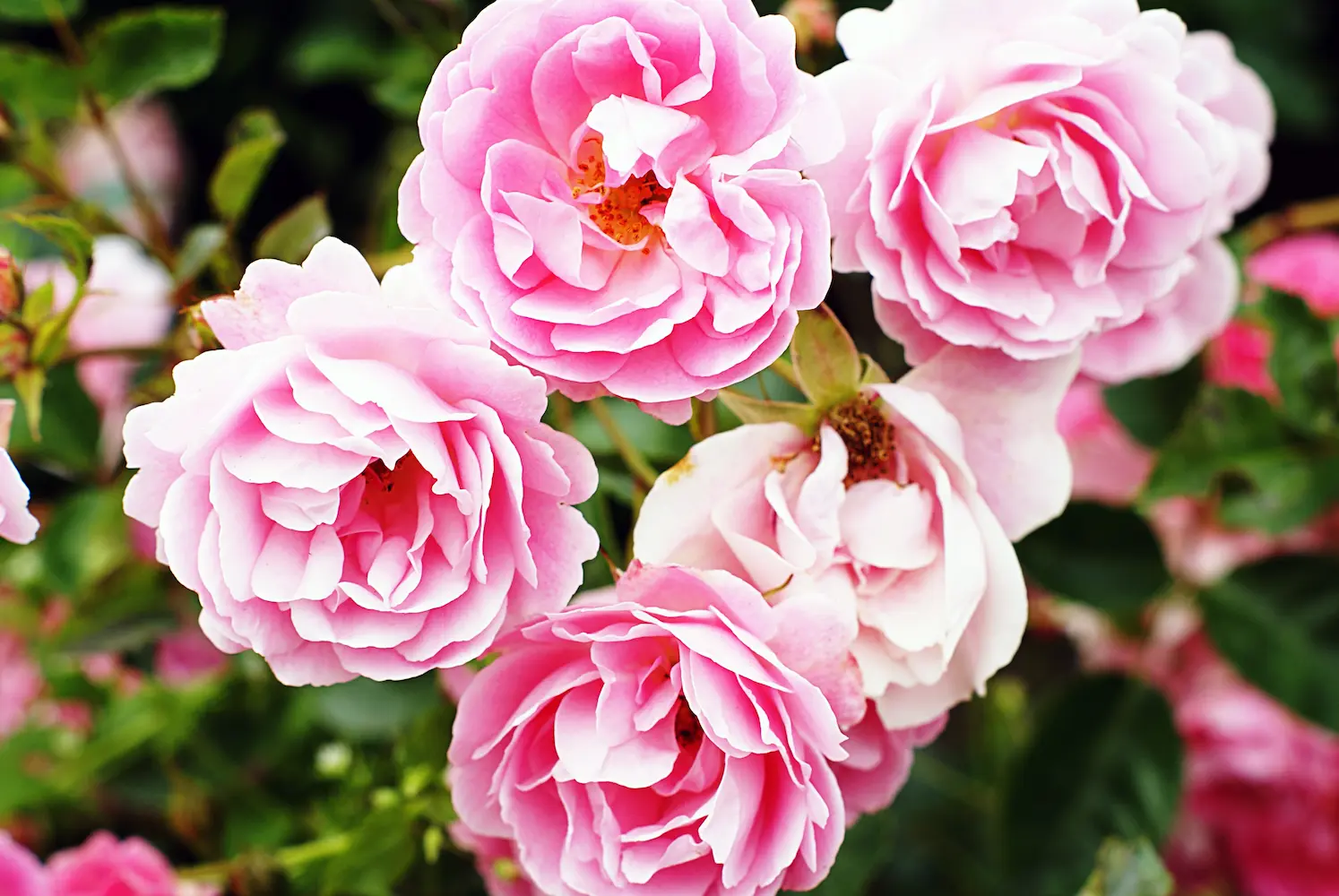 David Austin Roses