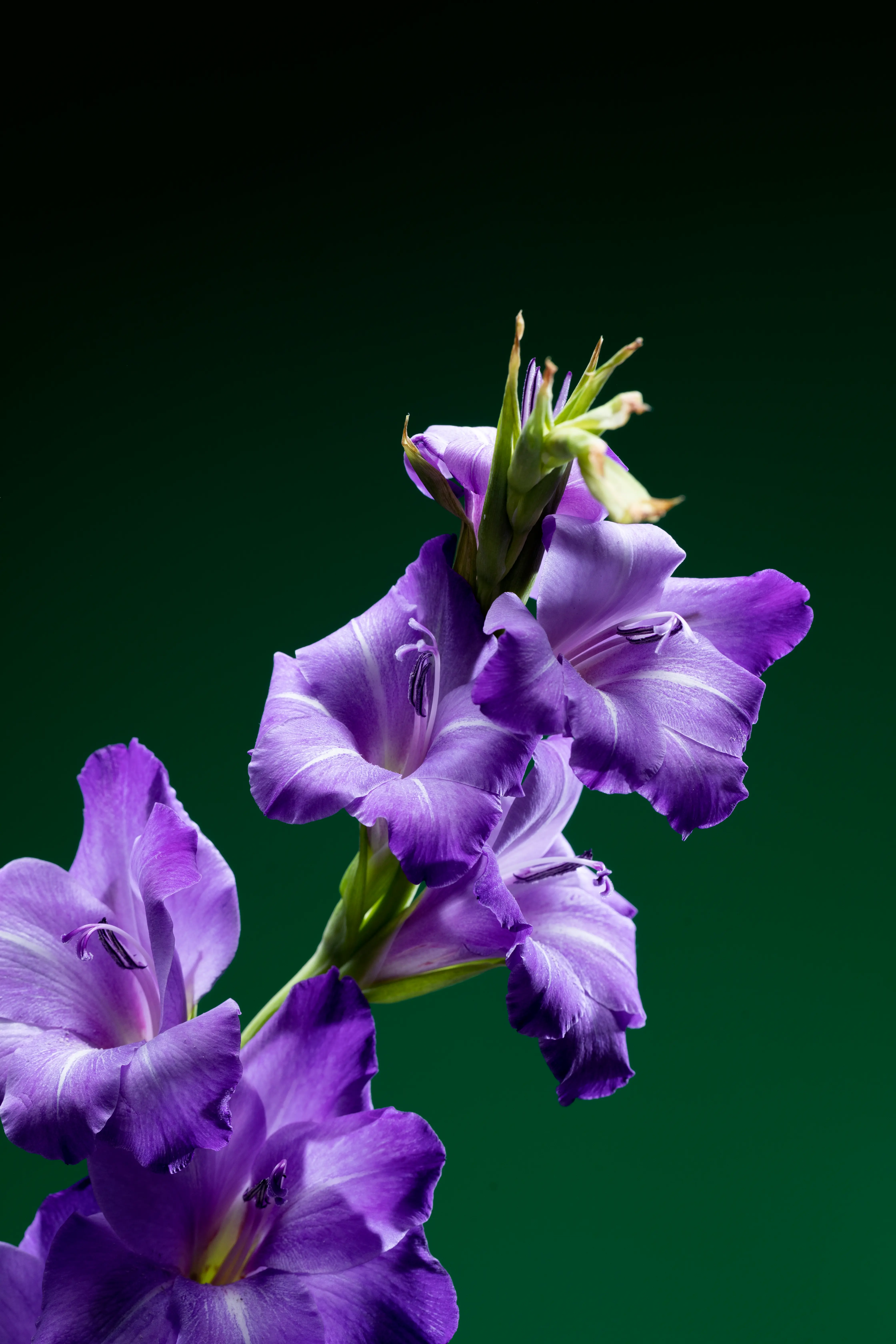 Delphinium