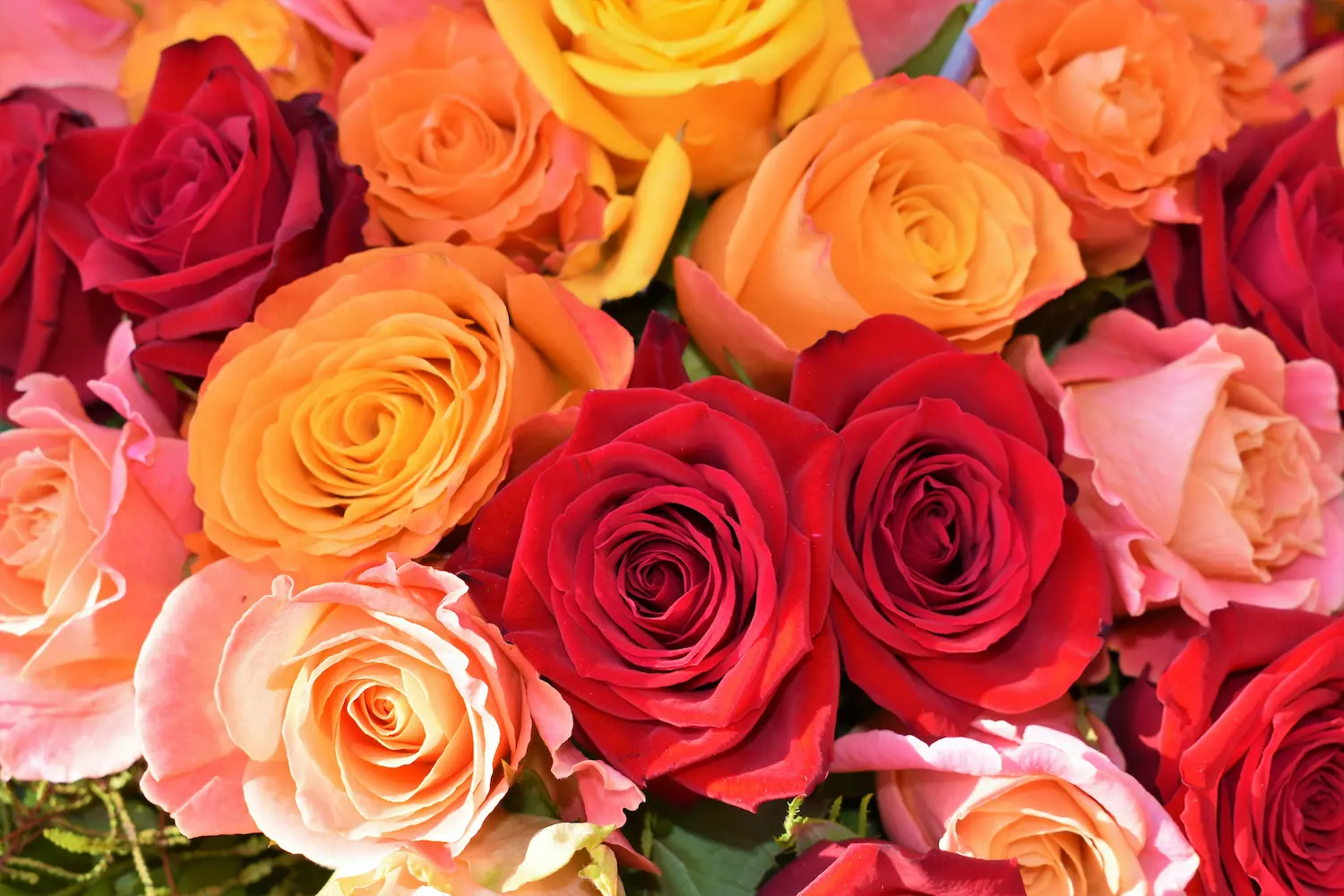 Imported Roses
