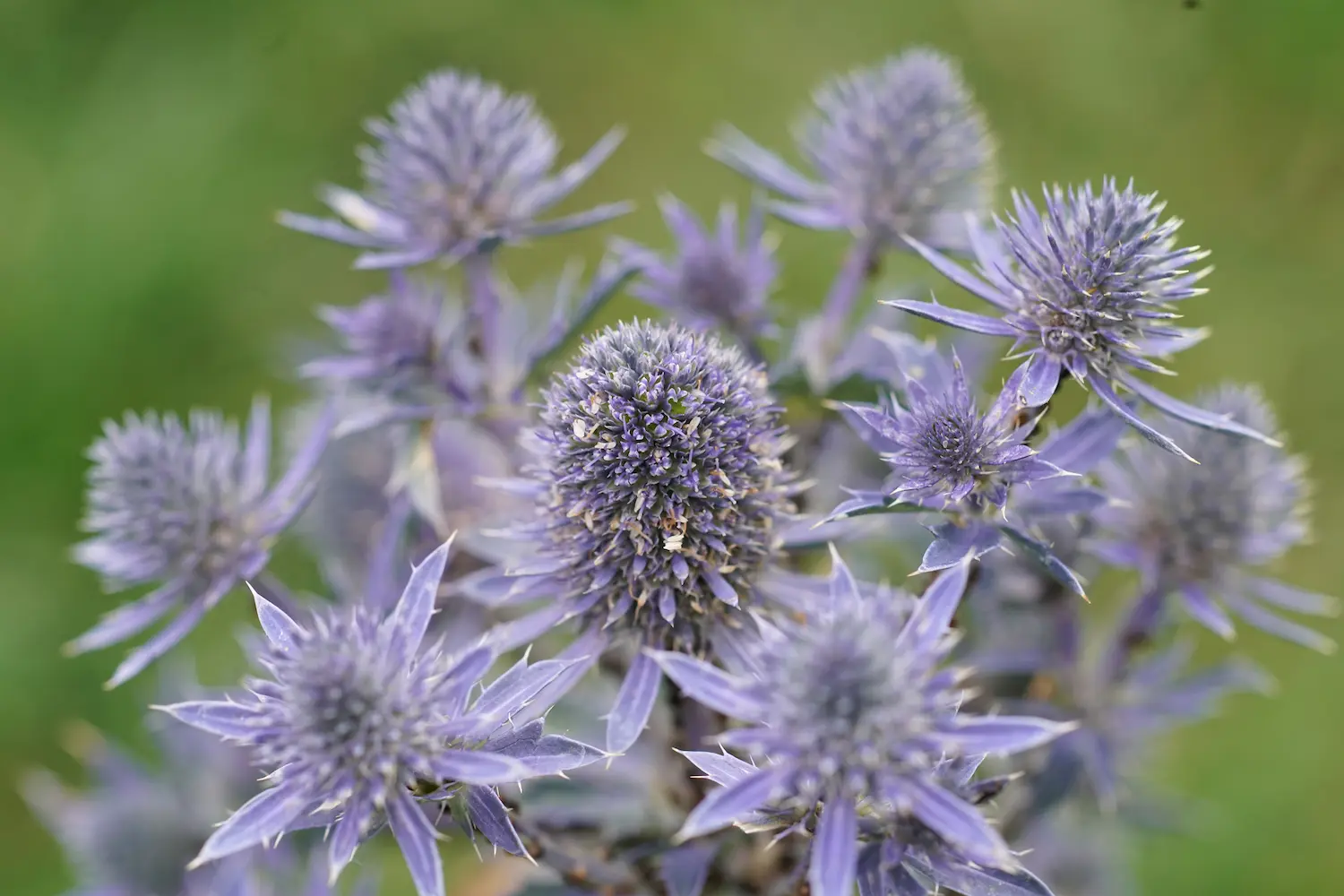 Eryngium