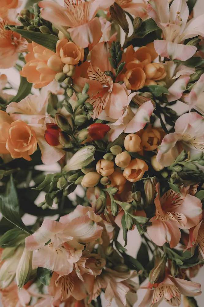 Freesia