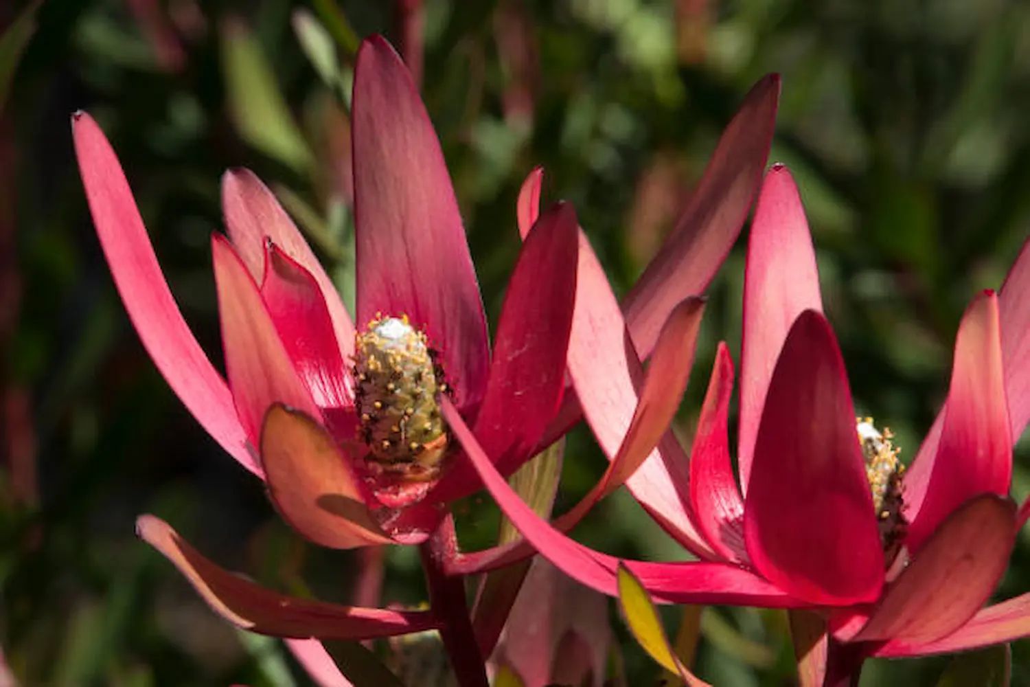 Leucadendron
