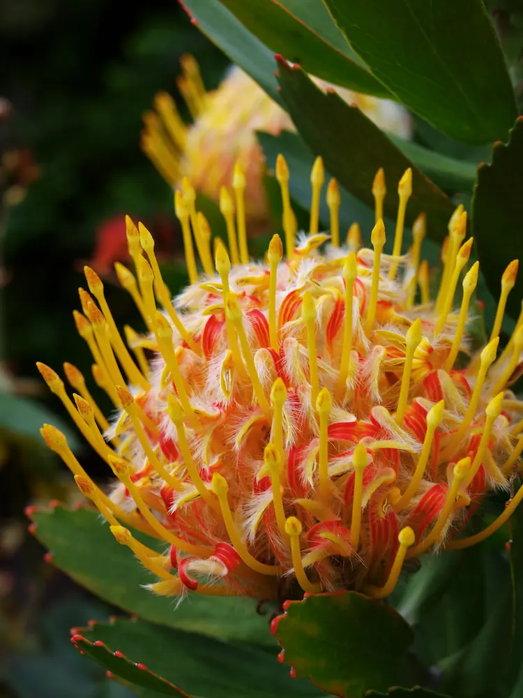 Leucospermum (Pincushion Protea)