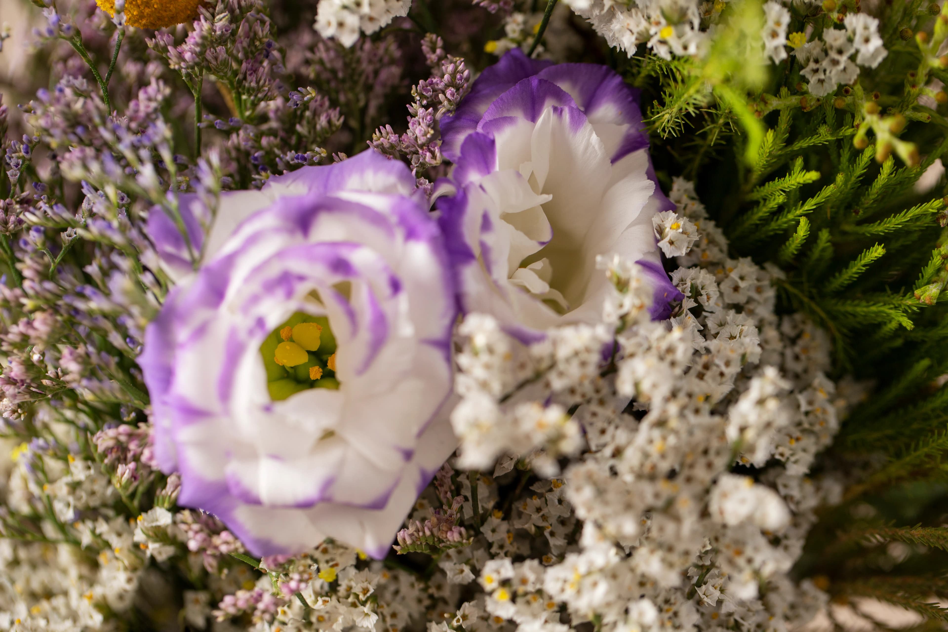 Lisianthus