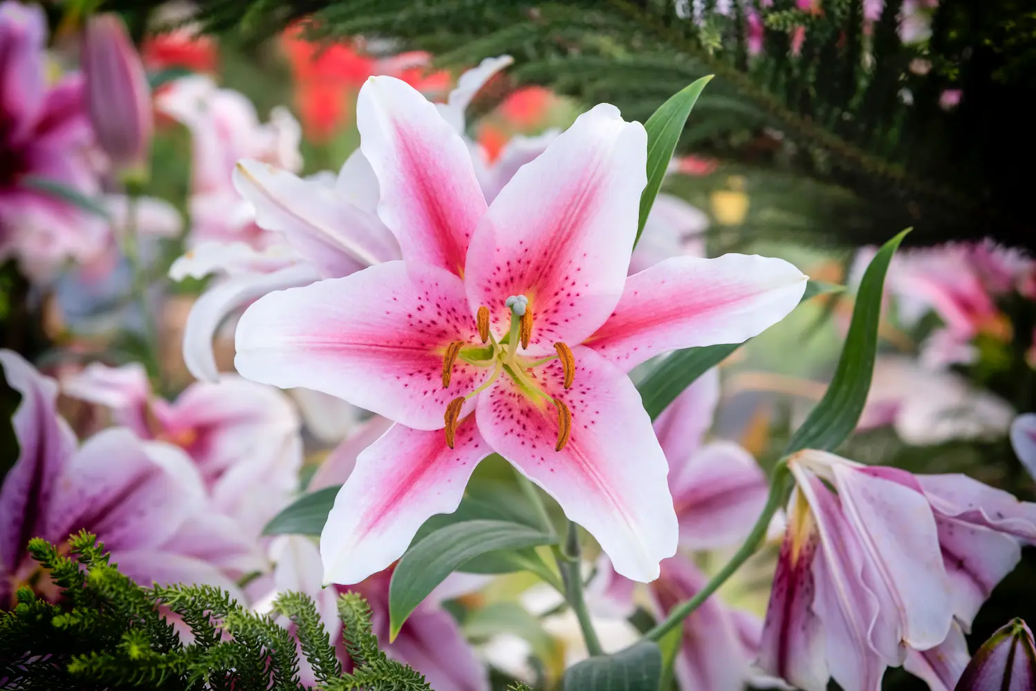 Lilies(oriental/ Casablanca)