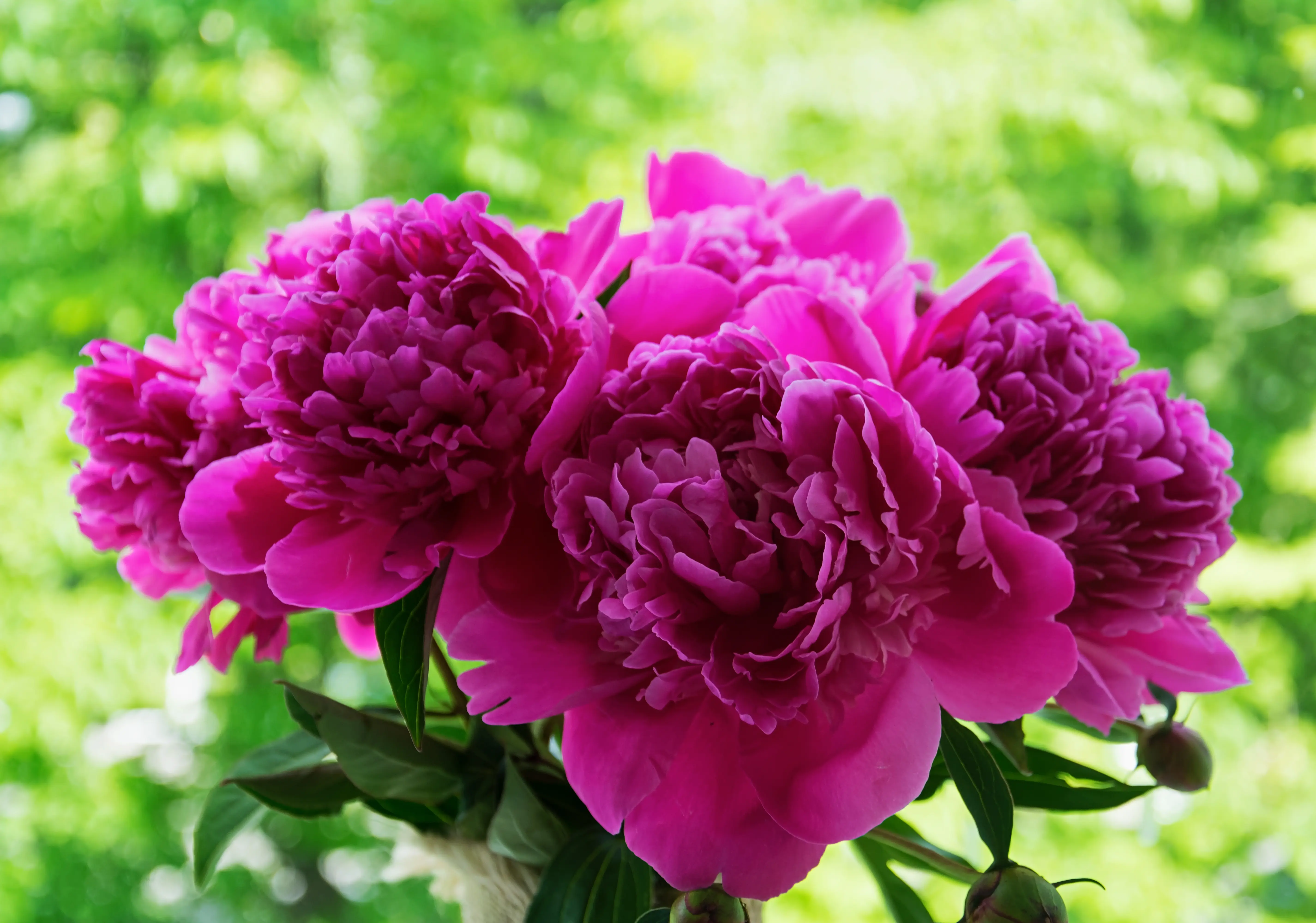 Peonies