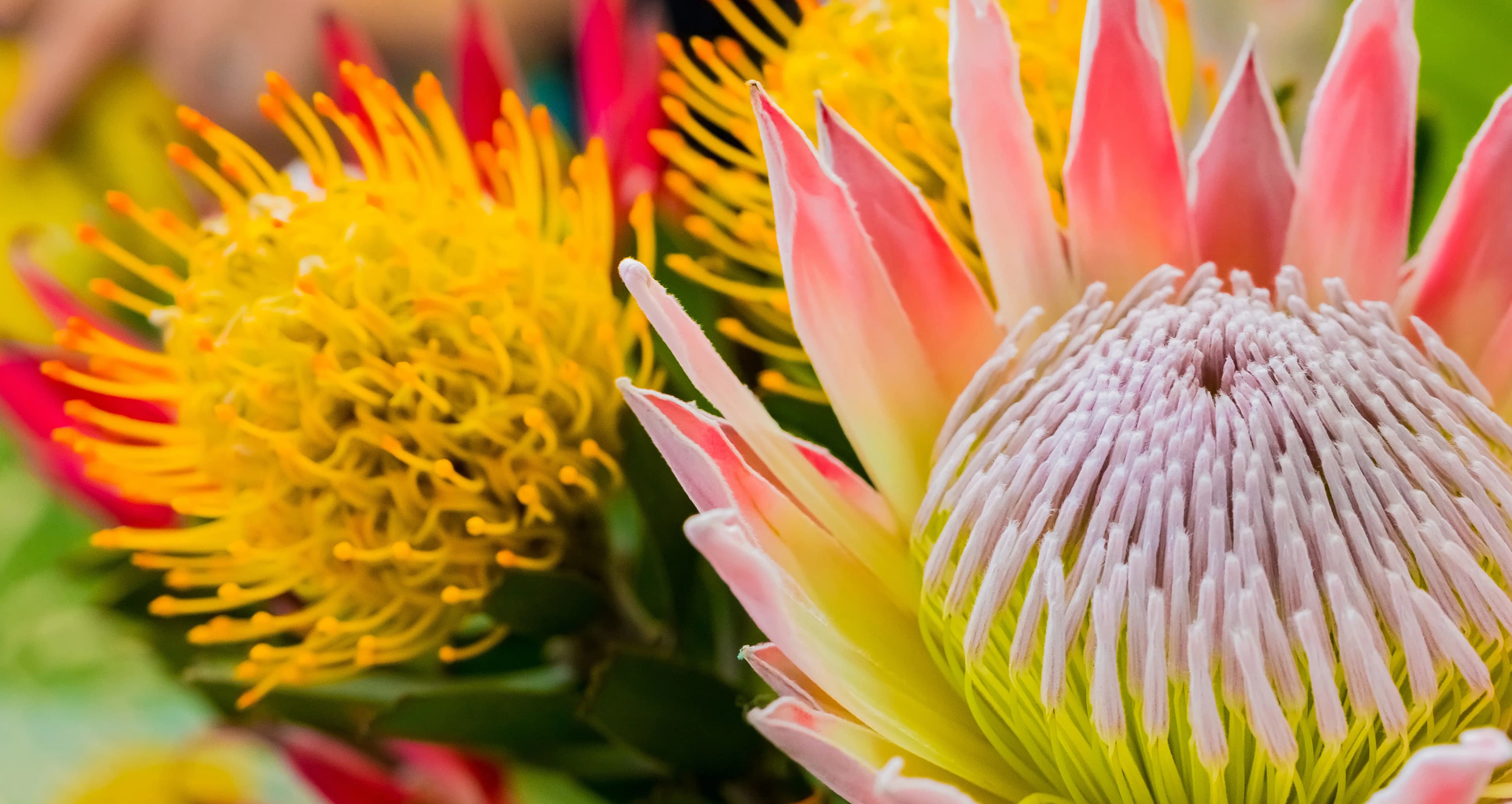 Protea