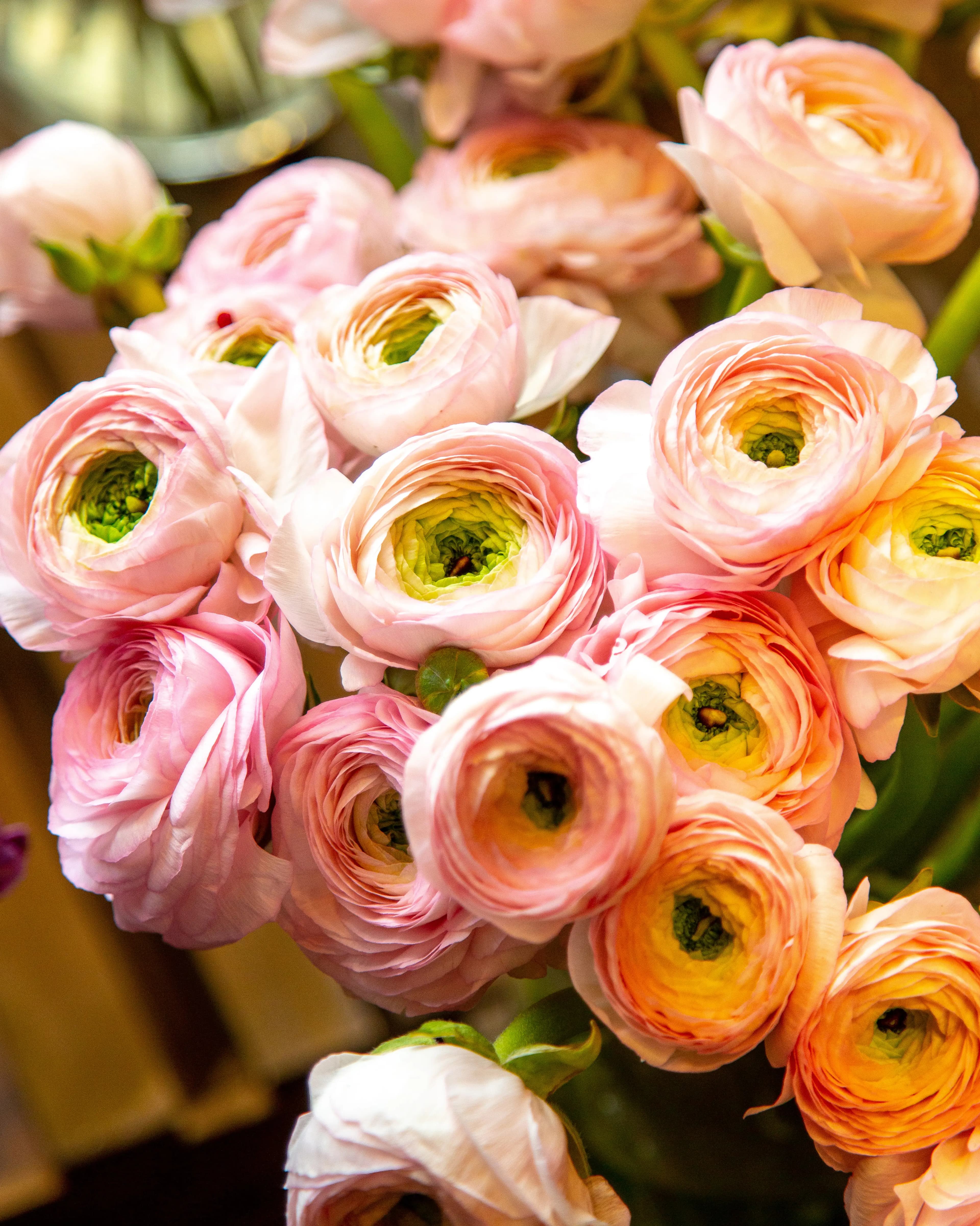 Ranunculus