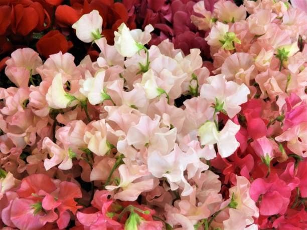 Sweet Peas