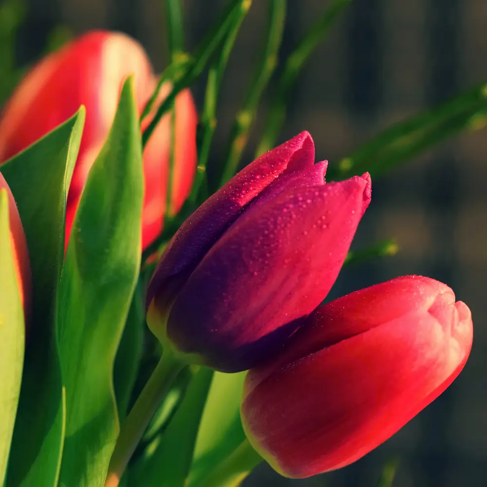 Tulips(holland variety)