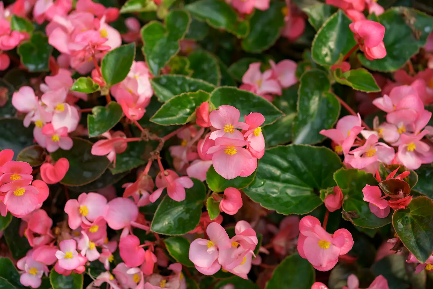 Waxflower