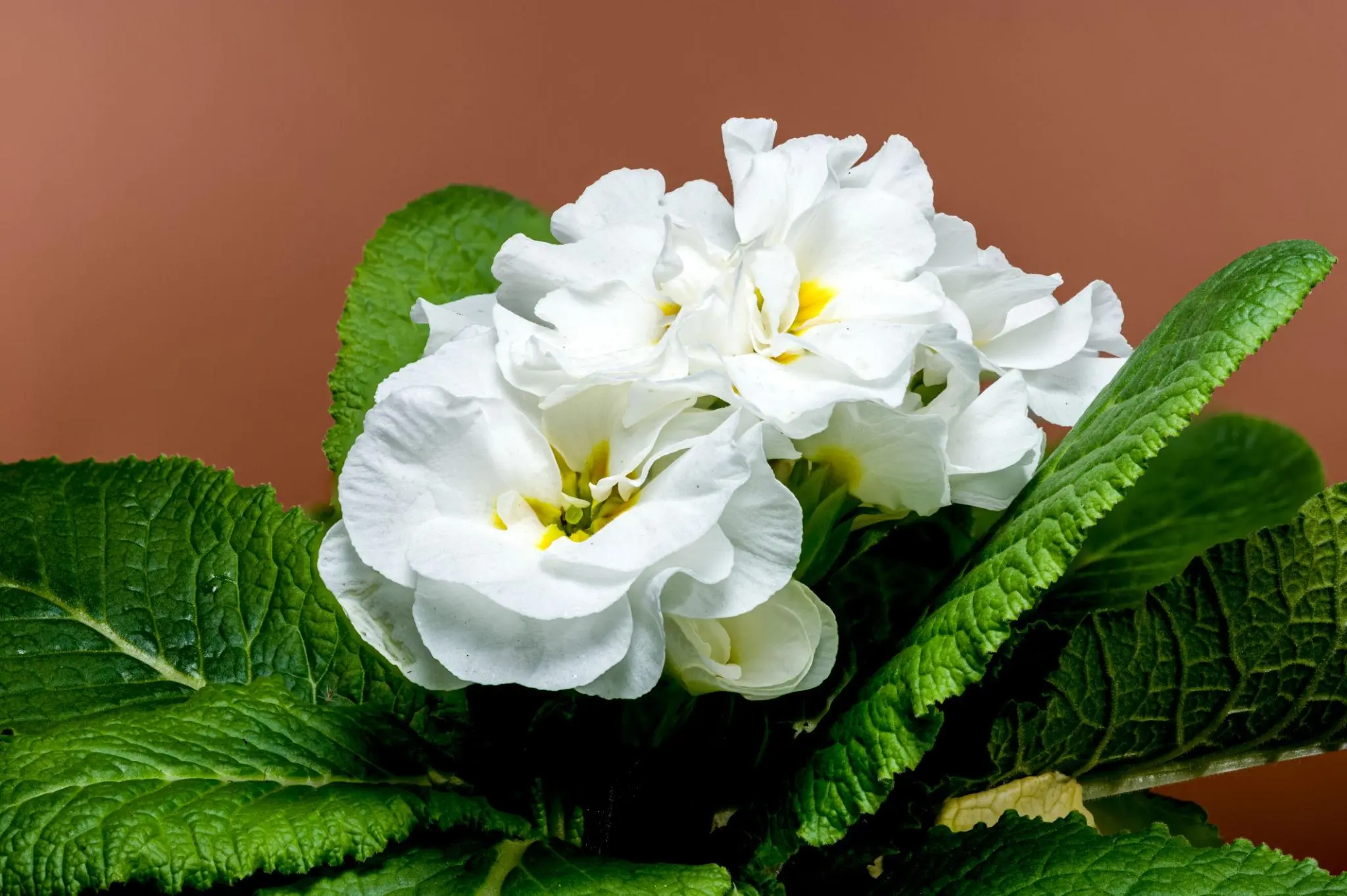 Primrose(for suit rooms)